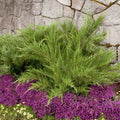 Juniperus chin. 'Mint Julep'® - Mint Julep Juniper - 5 Gallon - Roger's Gardens