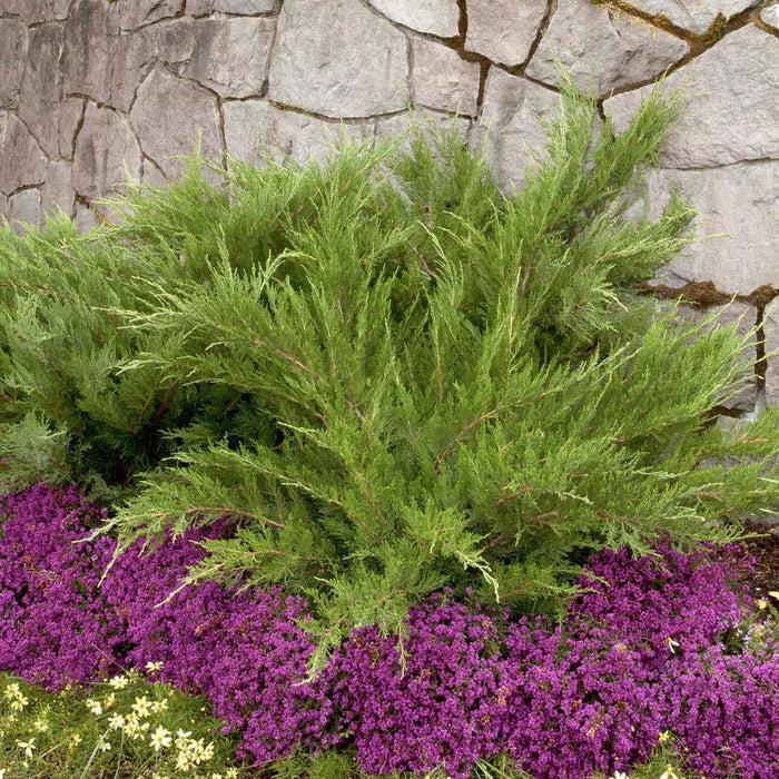 Juniperus chin. 'Mint Julep'® - Mint Julep Juniper - 5 Gallon - Roger's Gardens