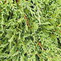 Juniperus h. 'Prince Of Wales' - Prince of Wales' - Prince of Wales Juniper - 2 - Roger's Gardens