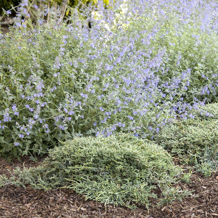 Juniperus horiz. 'Icee Blue'® - Icee Blue Juniper - 1 Gallon - Roger's Gardens