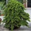 Juniperus procumbens 'Nana' - Dwarf Japanese Garden Juniper - 5 Gallon - Roger's Gardens