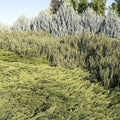 Juniperus s. 'Calgary Carpet'® - Calgary Carpet Juniper - 1 Gallon - Roger's Gardens