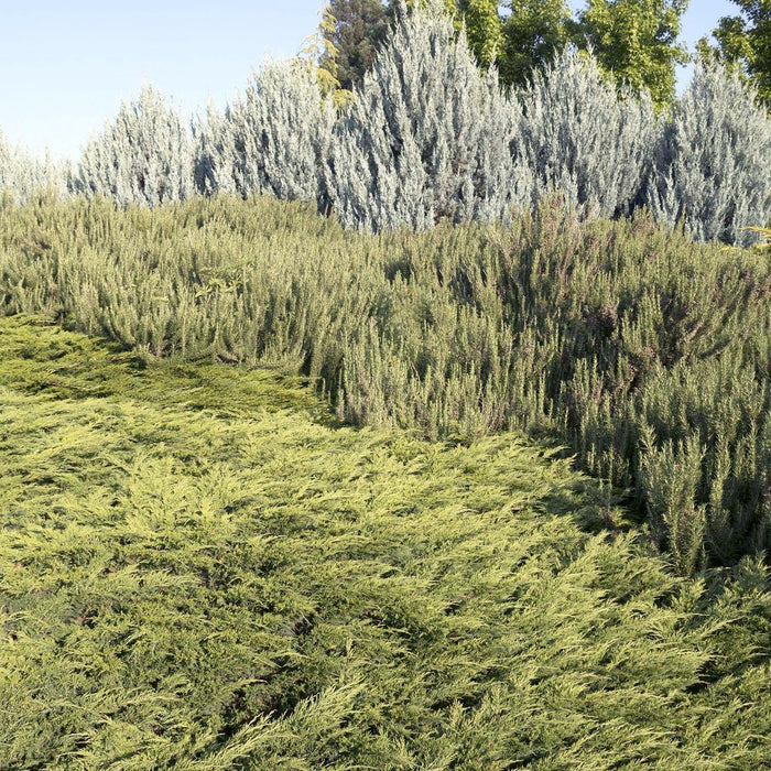 Juniperus s. 'Calgary Carpet'® - Calgary Carpet Juniper - 1 Gallon - Roger's Gardens