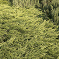 Juniperus s. 'Calgary Carpet'® - Calgary Carpet Juniper - 5 Gallon - Roger's Gardens