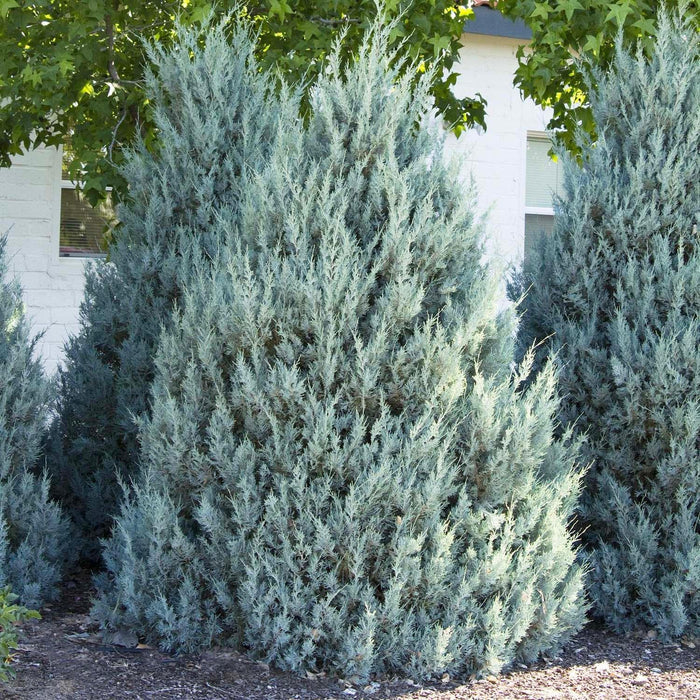 Juniperus scop. 'Wichita Blue' - Wichita Blue Juniper - 5 Gallon - Roger's Gardens