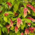 Justicia brandegeana - Shrimp Plant - 1 Gallon - Roger's Gardens