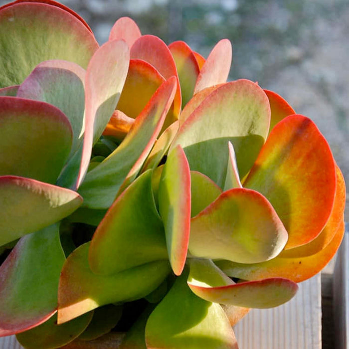 Kalanchoe 'Desert Rose' - Desert Rose Paddle Plant - 2 Gallon - Roger's Gardens
