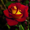 Ketchup & Mustard - 36" Tree - 5 Gallon - Roger's Gardens