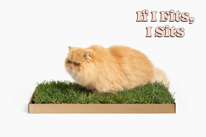 Fluffy orange Persian cat sitting on a real grass pad in a cardboard tray with the caption If I Fits I Sits.