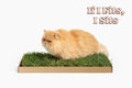 Fluffy orange Persian cat sitting on a real grass pad in a cardboard tray with the caption If I Fits I Sits.