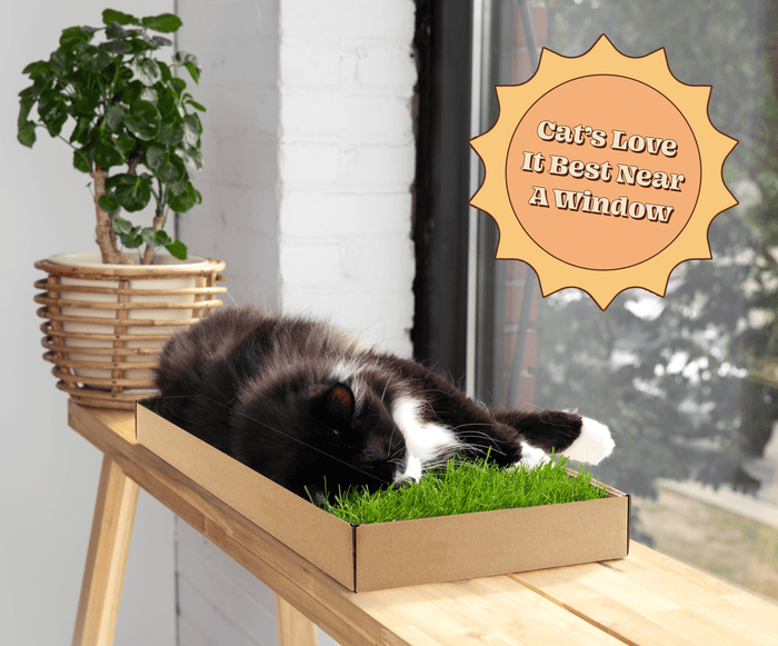 Black and white tuxedo cat nibbling on a KittyLawn real grass pad in a cardboard tray near a sunny window.