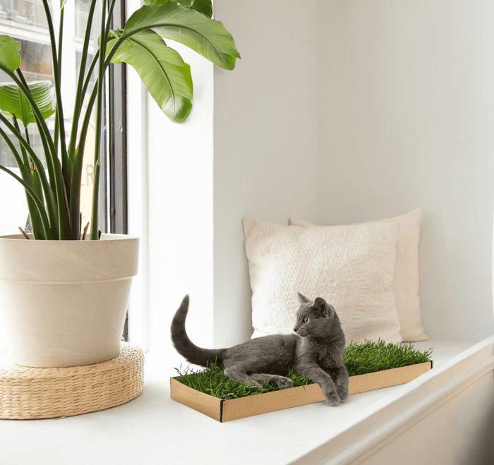 Grey cat lounging beside a KittyLawn real grass pad in a cardboard tray on a bright windowsill.