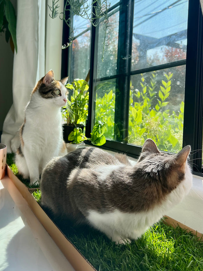 Two cats sharing a KittyLawn real grass pad by a sunny window filled with green plants.