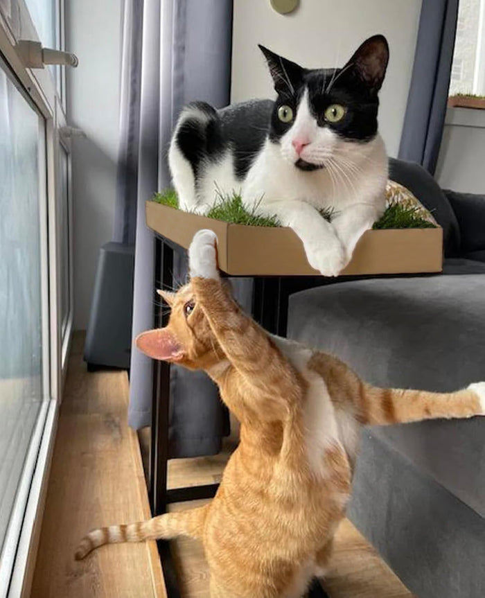 Tuxedo cat lounging in a KittyLawn grass pad box while an orange tabby reaches up playfully from below.