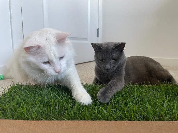 White cat and grey cat relaxing together on a KittyLawn real grass pad indoors.