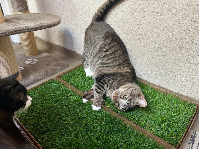 Tabby cat playfully stretching on KittyLawn real grass pads next to a cat tree indoors.