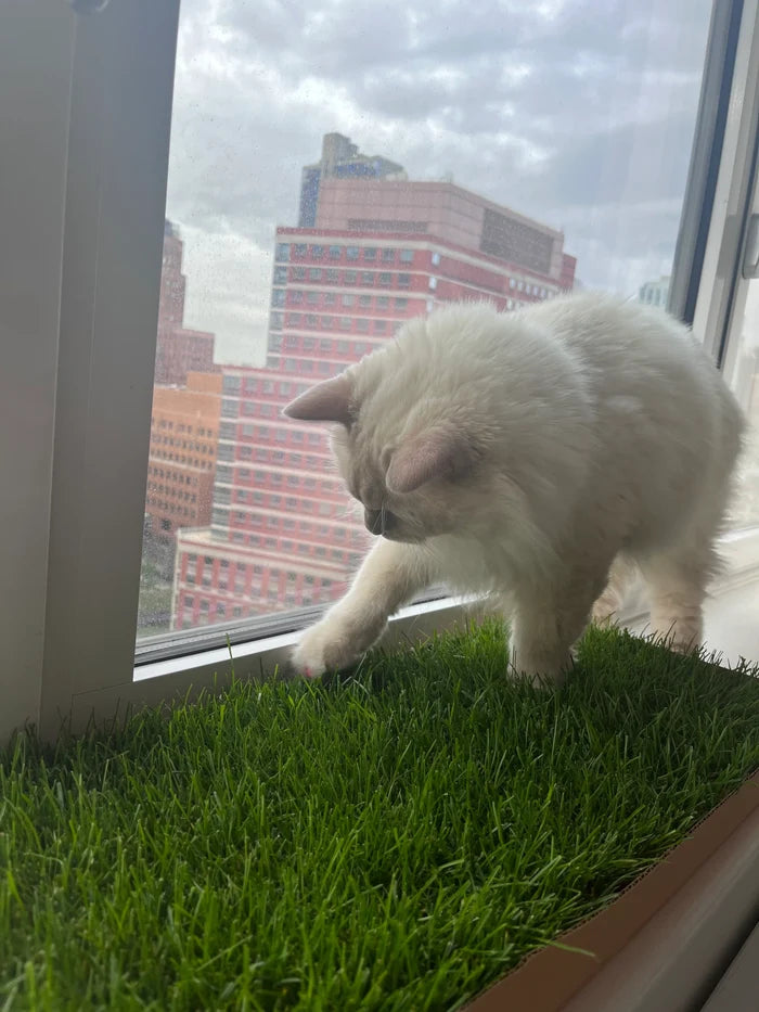 White kitten exploring a KittyLawn real grass pad on a windowsill with a city skyline in the background.