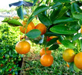 Kumquat 'Meiwa' Semi-Dwarf - 15 Gallon