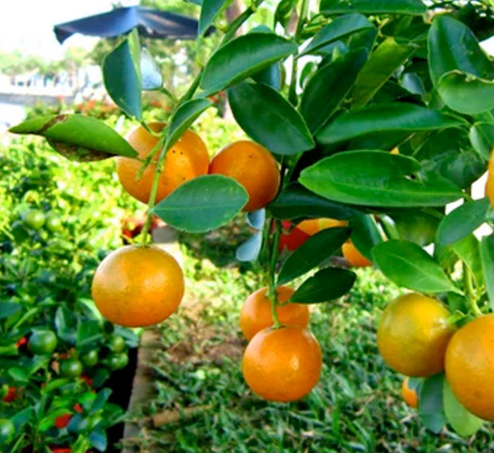 Kumquat 'Meiwa' Semi-Dwarf - 15 Gallon