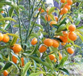 Kumquat 'Nagami' Standard - 5 Gallon