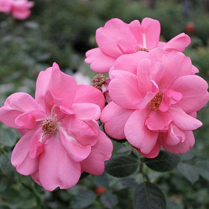 Lady Elsie May - 5 Gallon - Roger's Gardens