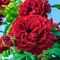 Lady in Red - 5 Gallon - Roger's Gardens