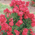 Lagerstroemia 'Summer Red'™ - Enduring Summer Red Crape Myrtle - 5 Gallon - Roger's Gardens