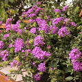 Lantana S 'Purple Potion'® - Purple Potion Trailing Lantana - 1 Gallon - Roger's Gardens