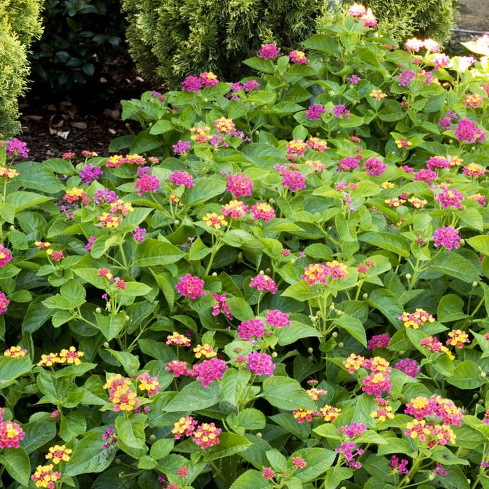 Lantana 'Teenie Geenie'® PP - Teenie Genie Compact Lantana - 1 Gallon - Roger's Gardens
