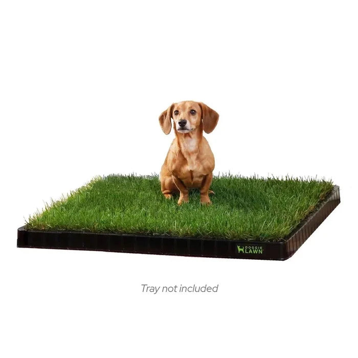 Dachshund sitting on a large real grass dog pee pad in a black tray.