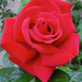 Lasting Love - 5 Gallon