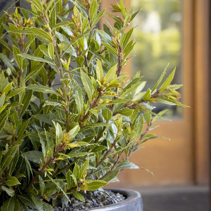 Laurus nobilis 'Little Ragu'® PP - Little Ragu Dwarf Bay - 2 Gallon - Roger's Gardens