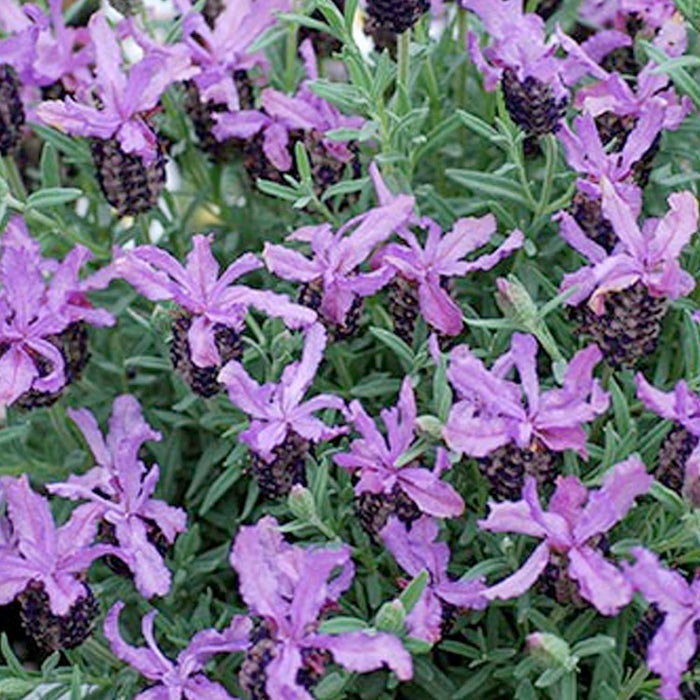 Lavender 'Blueberry' - 4" Pot