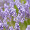 Lavender 'Dutch Grosso' - 4" Pot