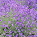 Lavender 'Dutch Provence' - 4" Pot