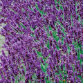Lavender 'English Dwarf Hidcot' - 4" Pot