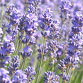 Lavender 'English Dwarf Munston' - 4" Pot