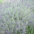 Lavender 'Goodwin Creek' - 4" Pot