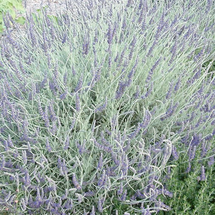 Lavender 'Goodwin Creek' - 4" Pot