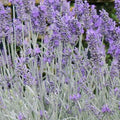 Lavender 'Silver Sands' - 4" Pot
