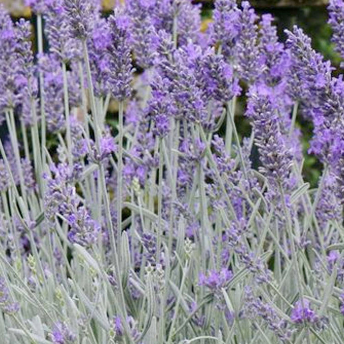 Lavender 'Silver Sands' - 4" Pot