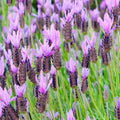 Lavender 'Spanish Otto Quast' - 4" Pot