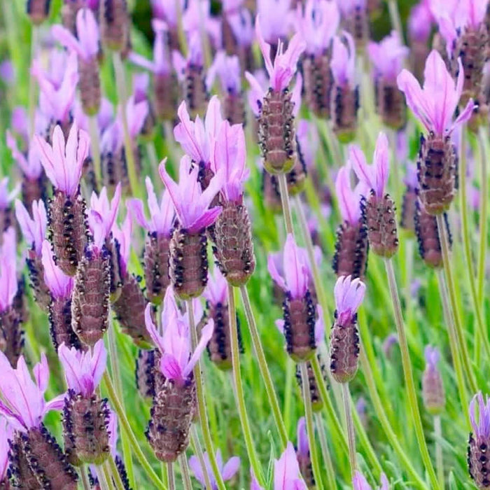 Lavender 'Spanish Otto Quast' - 4" Pot