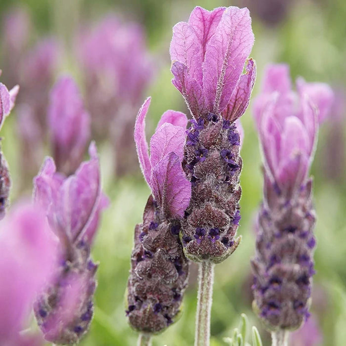 Lavender 'Spanish Primavera' - 4" Pot
