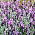 Lavender 'Spanish Silver Anouk' - 4" Pot