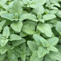 Lemon Balm - 4" Pot