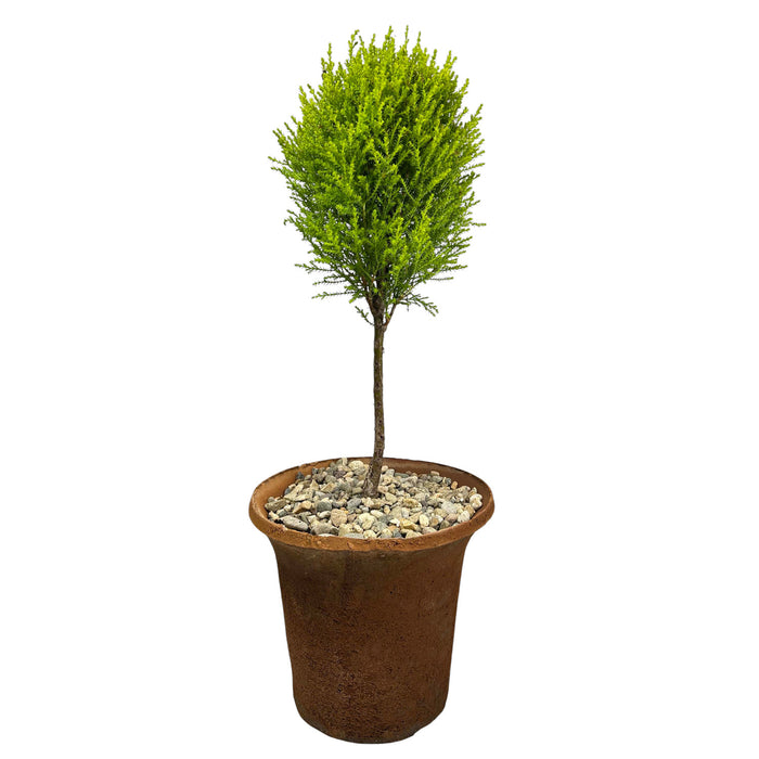 Lemon Cypress Tree in Aged Clay Pot