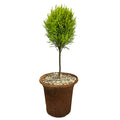Lemon Cypress Tree in Aged Clay Pot