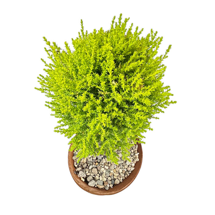 Lemon Cypress Tree in Aged Clay Pot