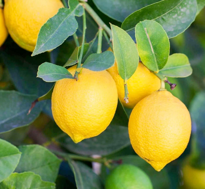 Lemon 'Eureka' Standard - 15 Gallon